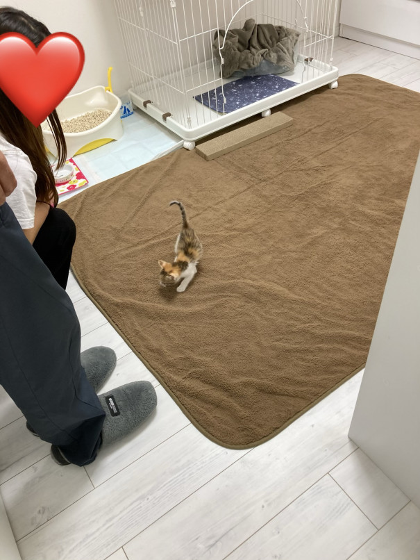 ティア ちゃん トライアルへ ねこ処 彡抜針与楽 保護ねこhome