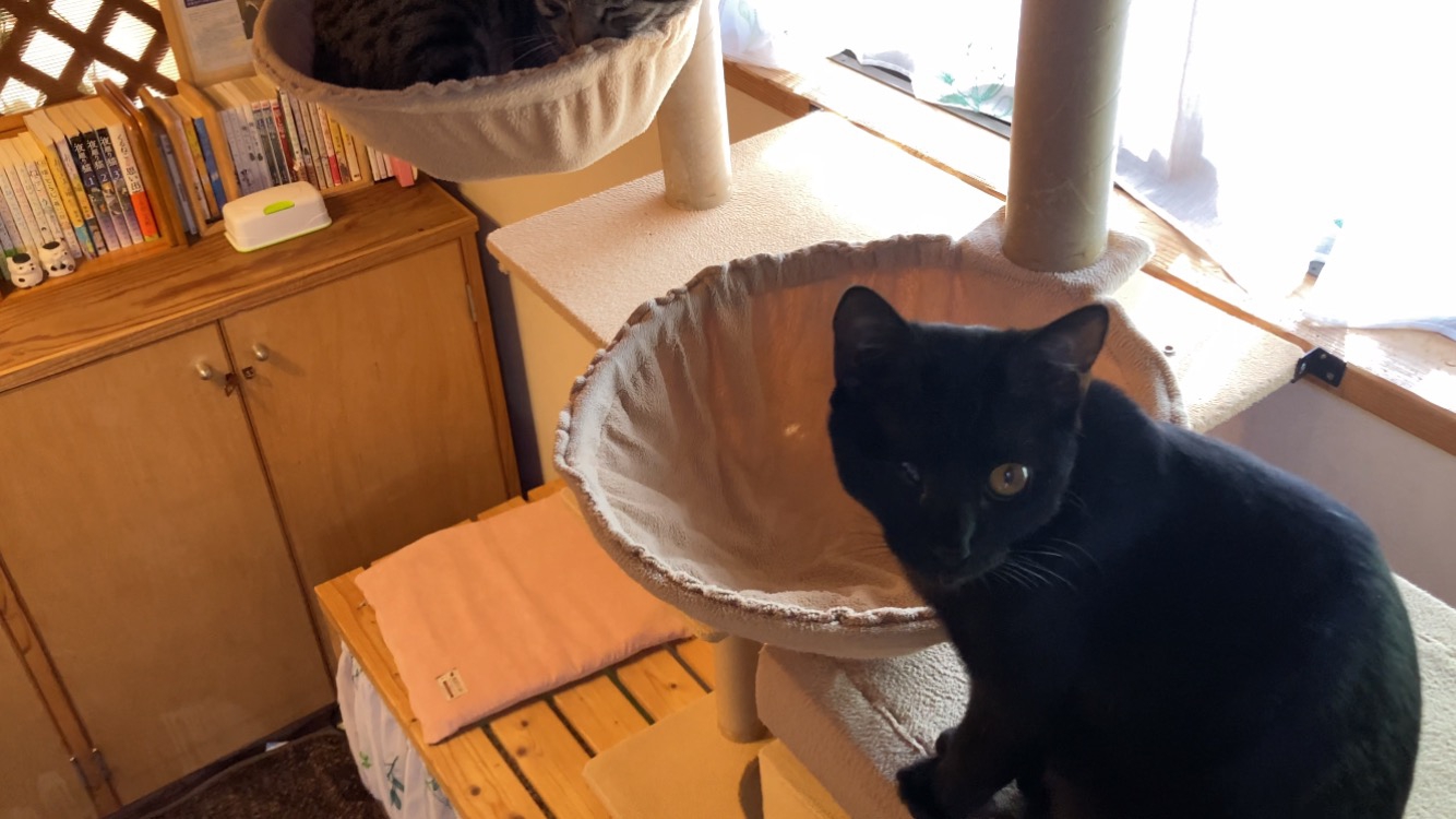 ♬片目のつぶれた黒猫 | 抜針与楽＿＿【ねこ処】＿＿猫楽
