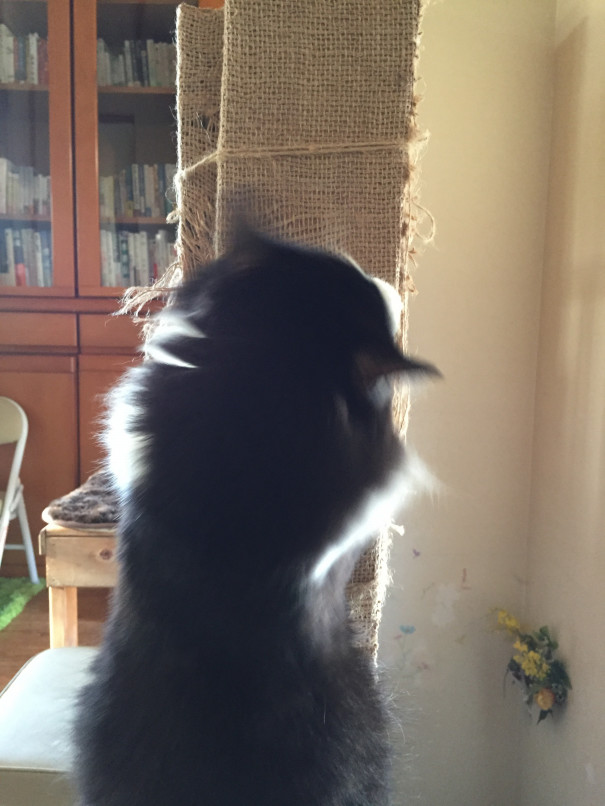 明石ジャーナルで ねこ処 彡抜針与楽 保護ねこhome 明石ジャーナルで ねこ処 彡抜針与楽 保護ねこhome