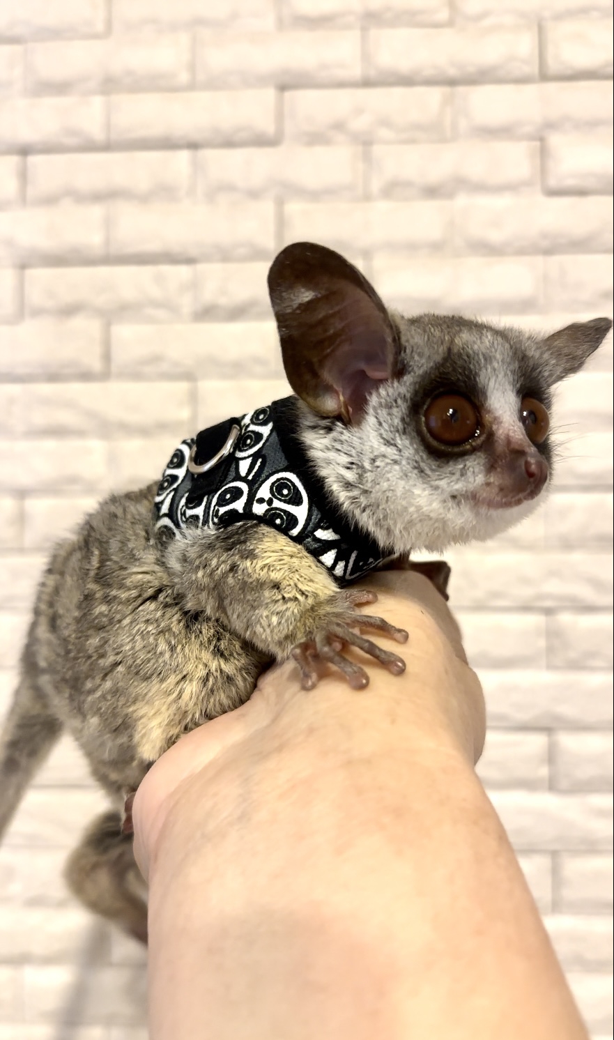 新品　廃盤　 Bruce Bush Baby ブッシュベイビー NEWS（Bush baby） | モモンガ＆ヤマネ＆ガラゴのホームブリーダーYAMATO館