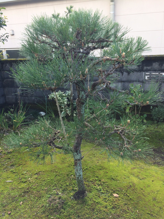 松の枝づくりと伐採 Birdfriendlygarden 庭屋kojyuen