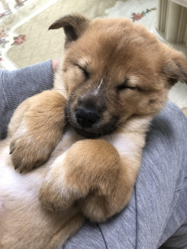 雑種の仔犬女の子 番ピンクちゃん里親様募集中です Wan S Pono 雑種の仔犬女の子 番ピンクちゃん里親様募集中です Wan S Pono
