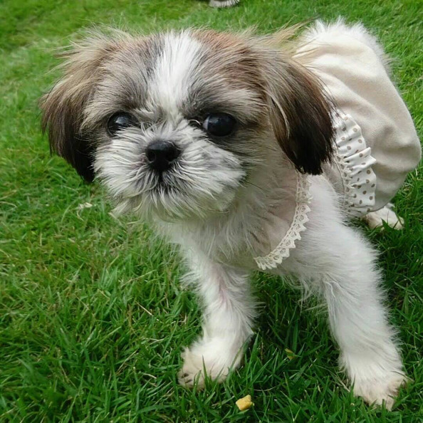 シーズーのムーランです Wan S Pono