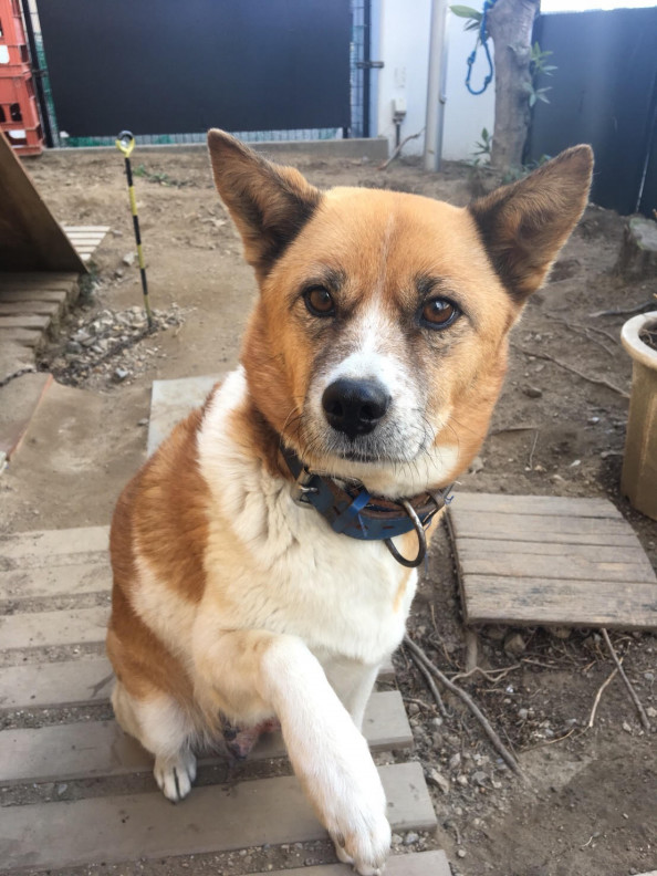 雑種の仔犬里親様募集と預かり様募集 Wan S Pono