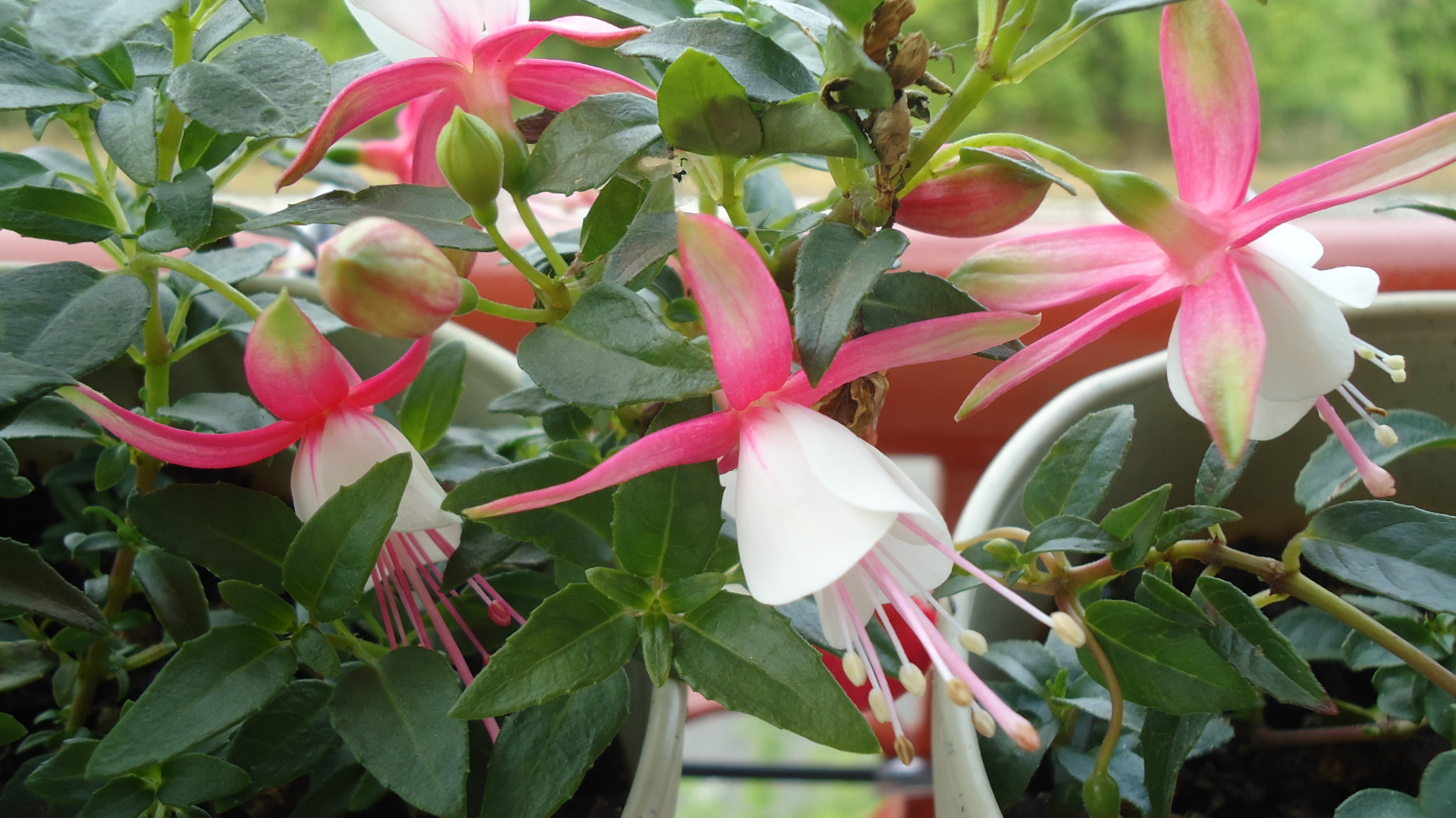 フクシア Kazenoiro