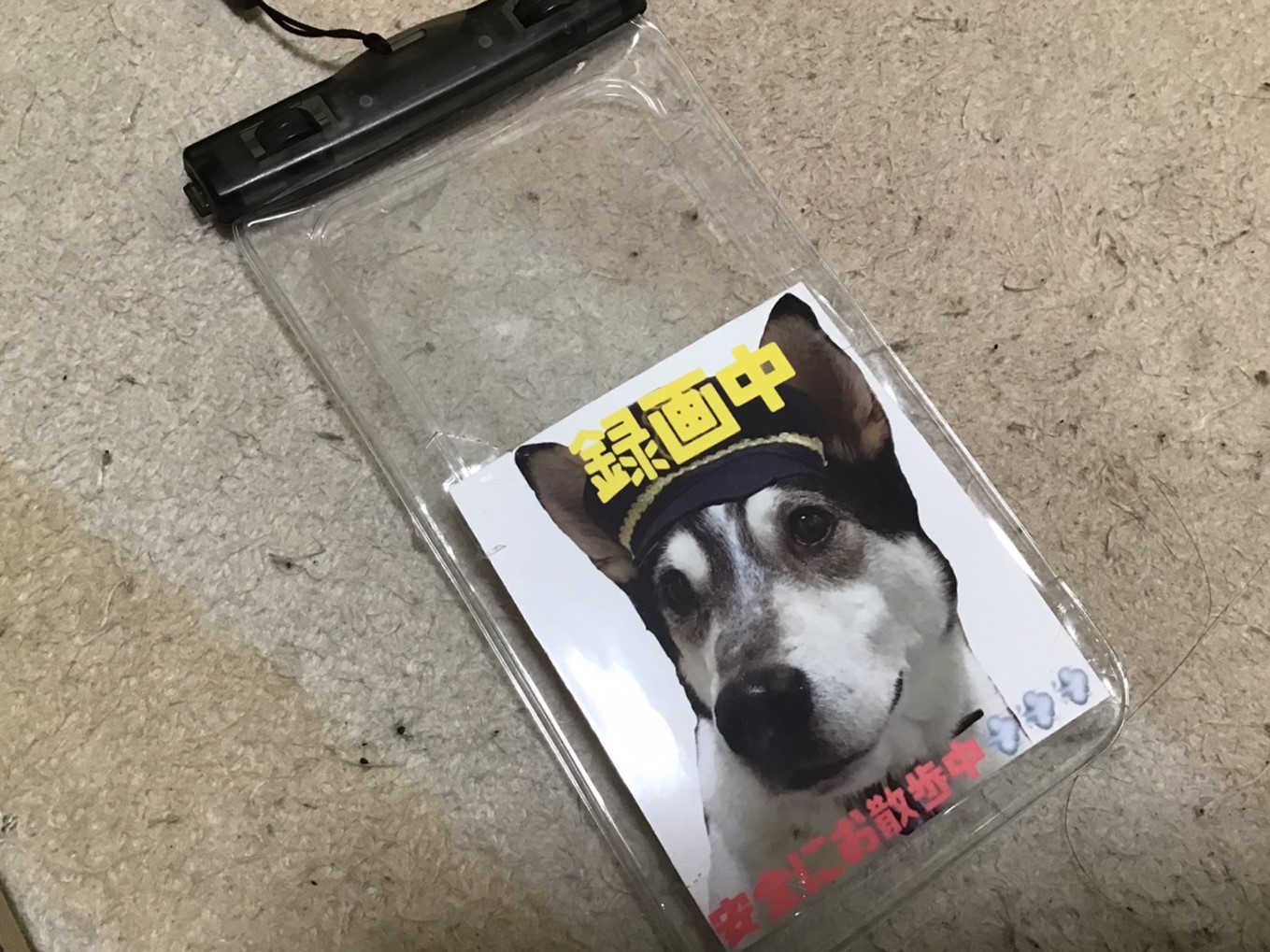 当たり屋はペットの犬を狙っている クリアランス