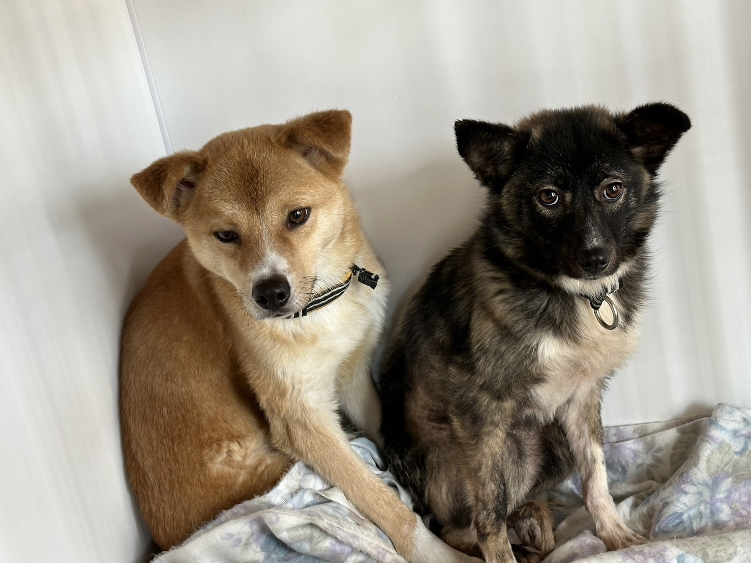 野良犬 | 認定特定非営利活動法人 NPO法人しあわせの種たち