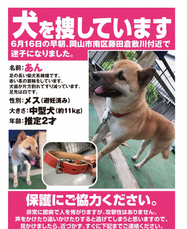 迷子犬情報 Npo法人しあわせの種たち