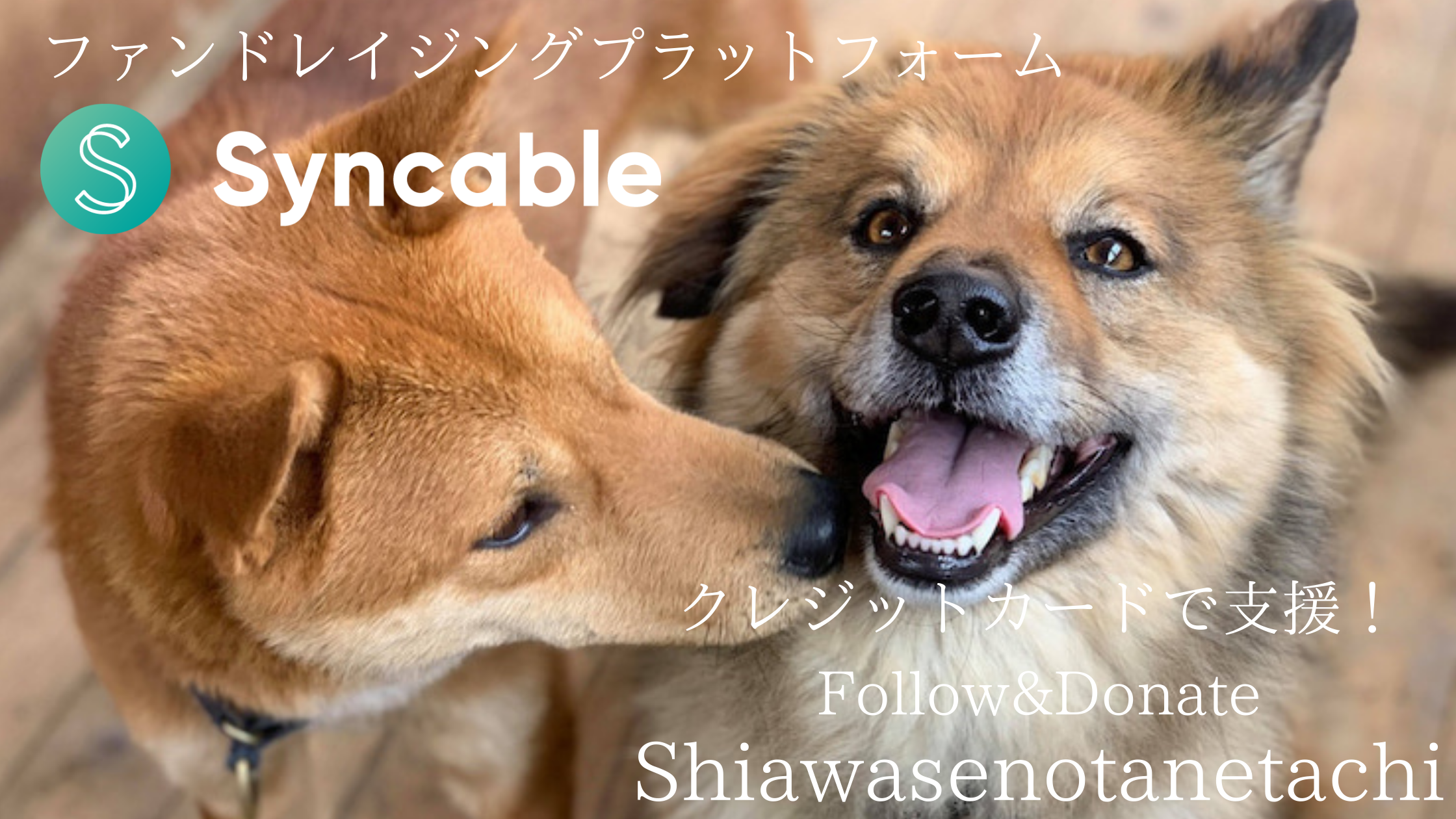 サポーター募集中の保護っ子たち Npo法人しあわせの種たち サポーター募集中の保護っ子たち Npo法人しあわせの種たち