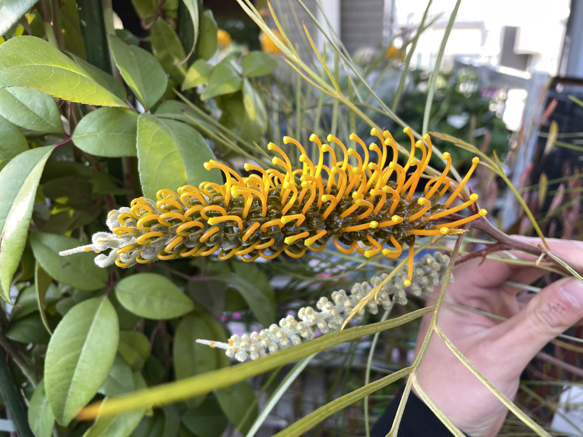 プロテア'スサラ' | PLANTSTOCK〜花屋の花図鑑〜