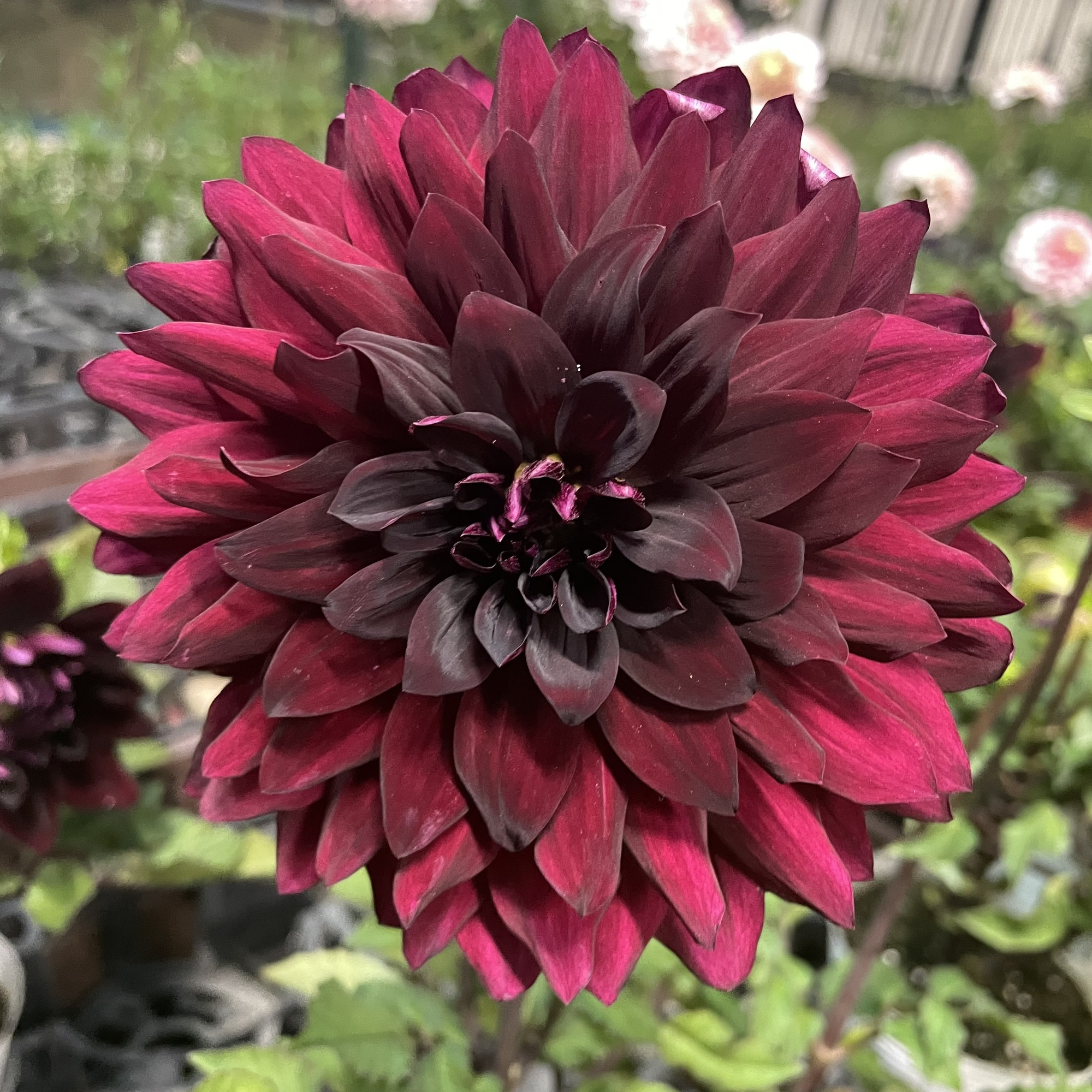 ダリア'黒蝶' | PLANTSTOCK〜花屋の花図鑑〜