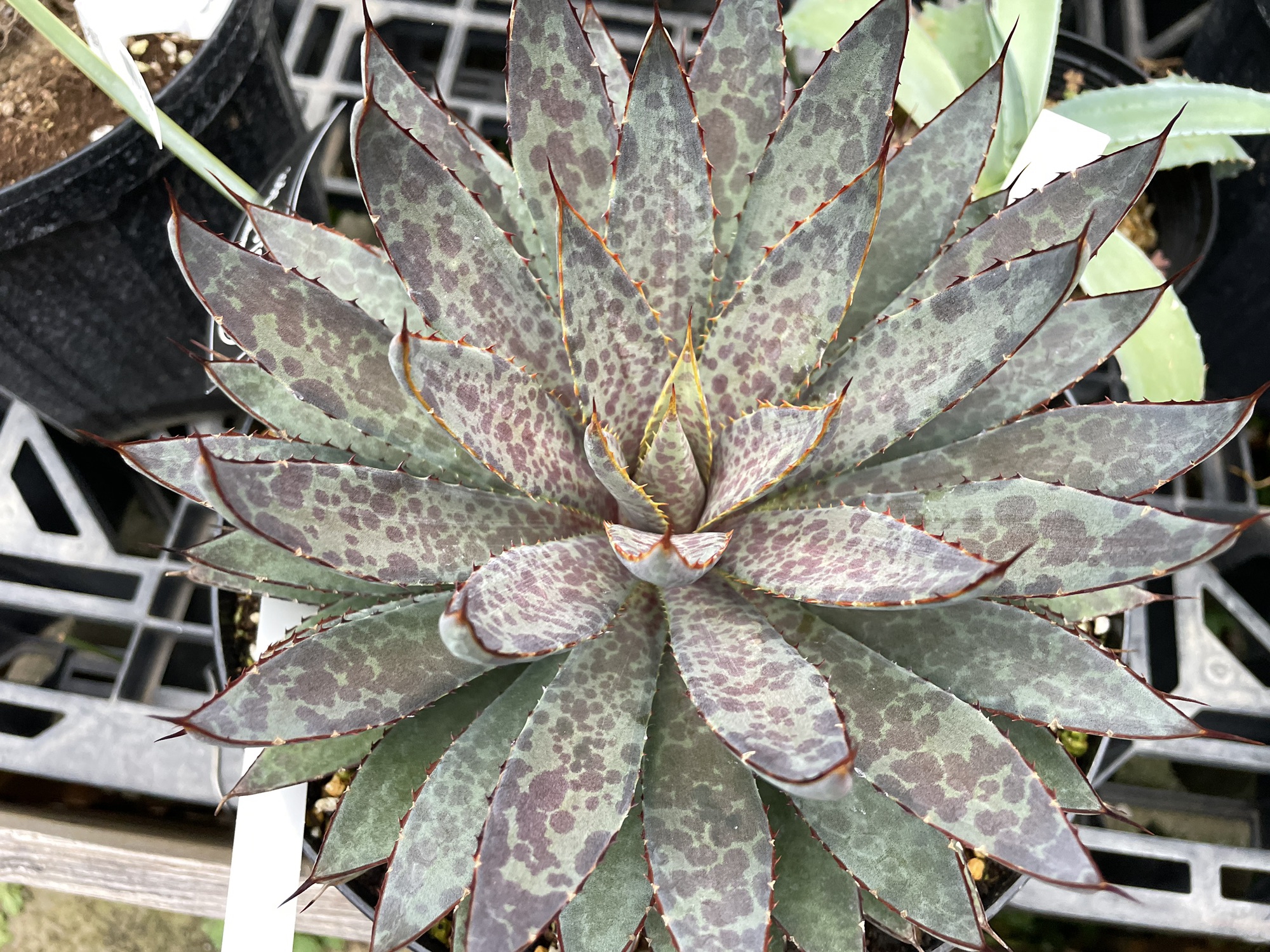 アガベ ブラッドスポット×FO76 スポットありタイプ 観葉植物 アガベ