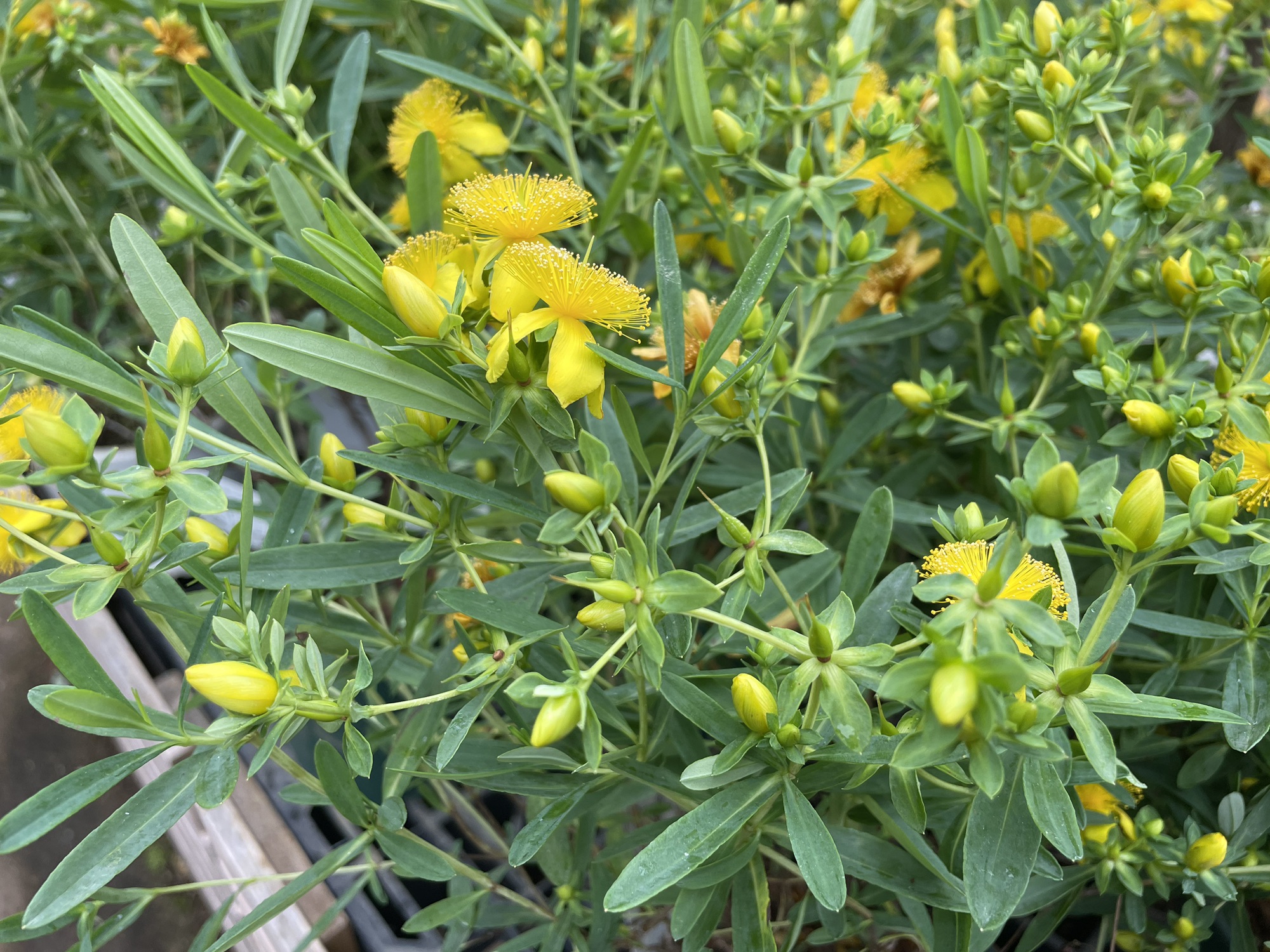 ヒペリカム'ブルーベルベット' | PLANTSTOCK〜花屋の花図鑑〜
