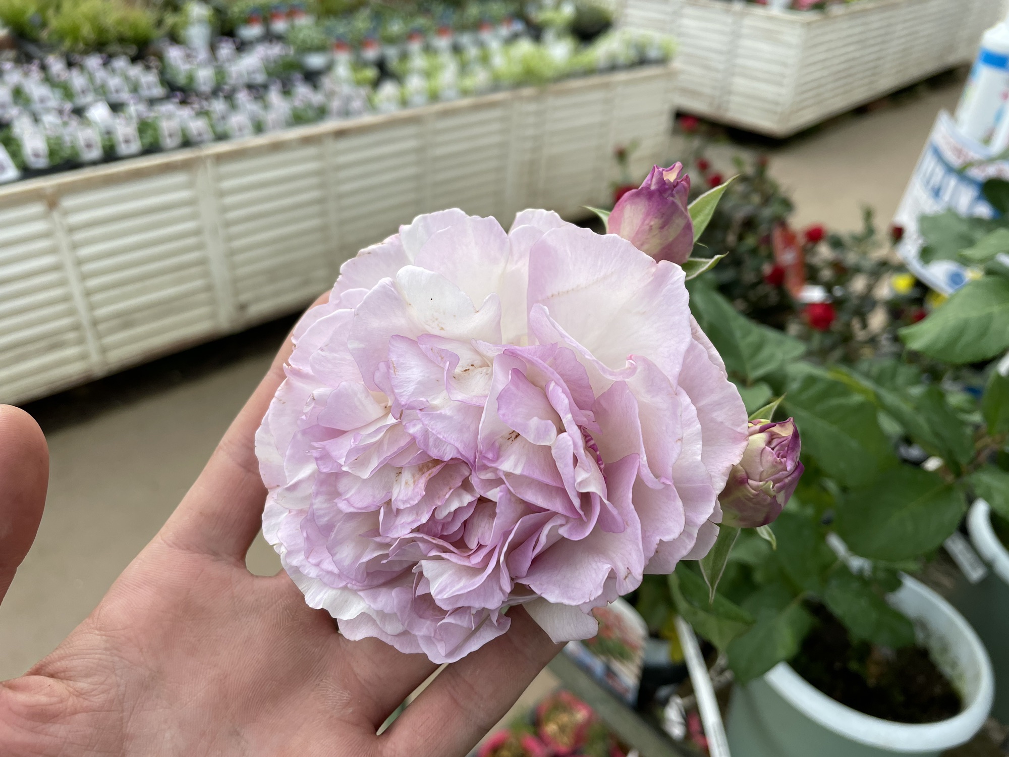 幹園芸さんのバラ'カメオ' | PLANTSTOCK〜花屋の花図鑑〜