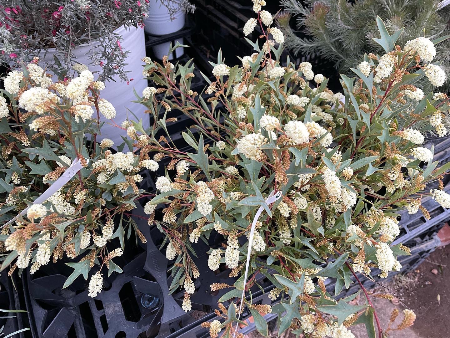 グレビレアシナフェア | PLANTSTOCK〜花屋の花図鑑〜