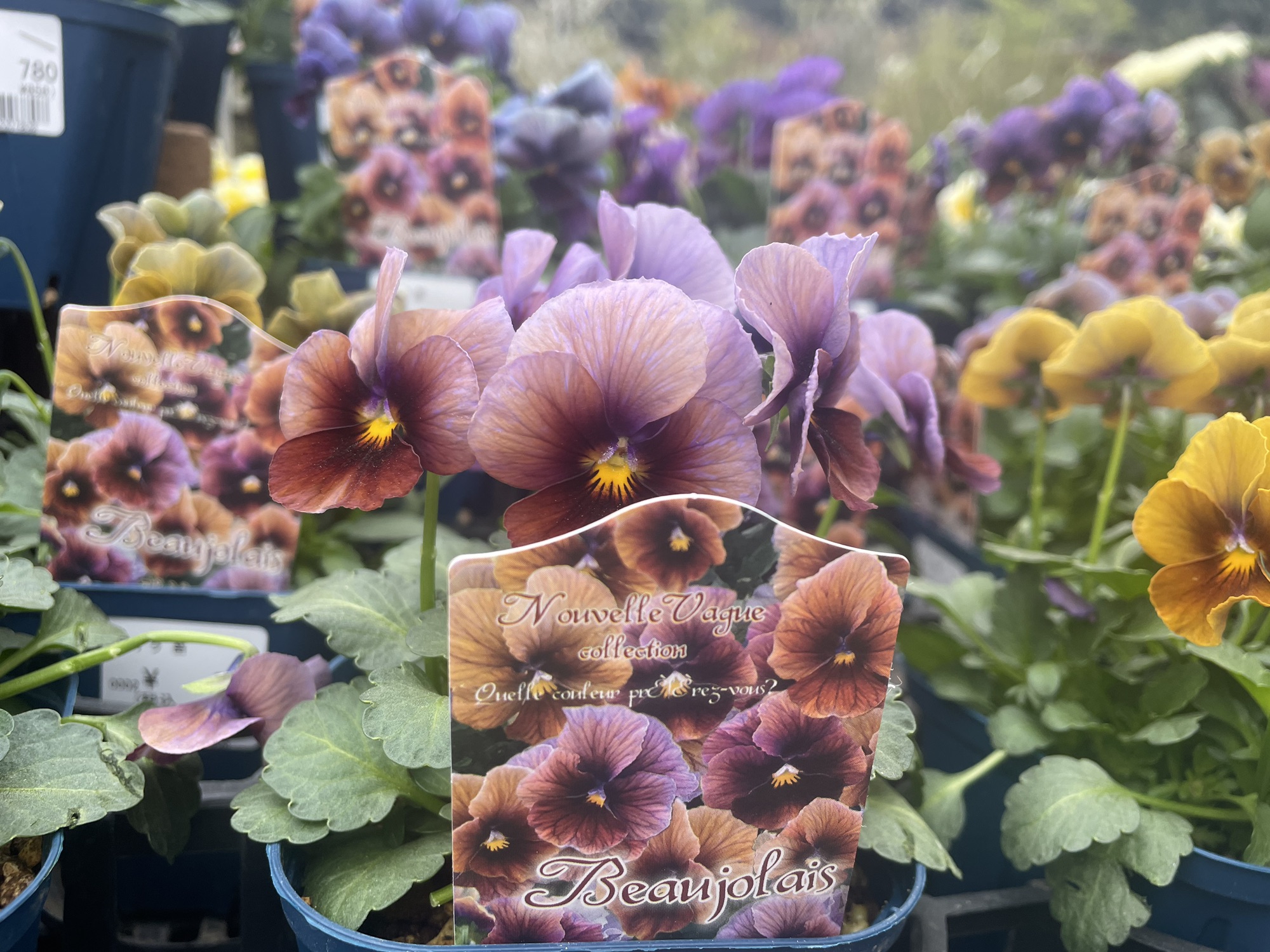 ビオラ　ヌーヴェルヴァーグ ビオーレ ビオラ ヌーヴェルヴァーグ 見計らいミックス｜種（タネ）,球根,苗