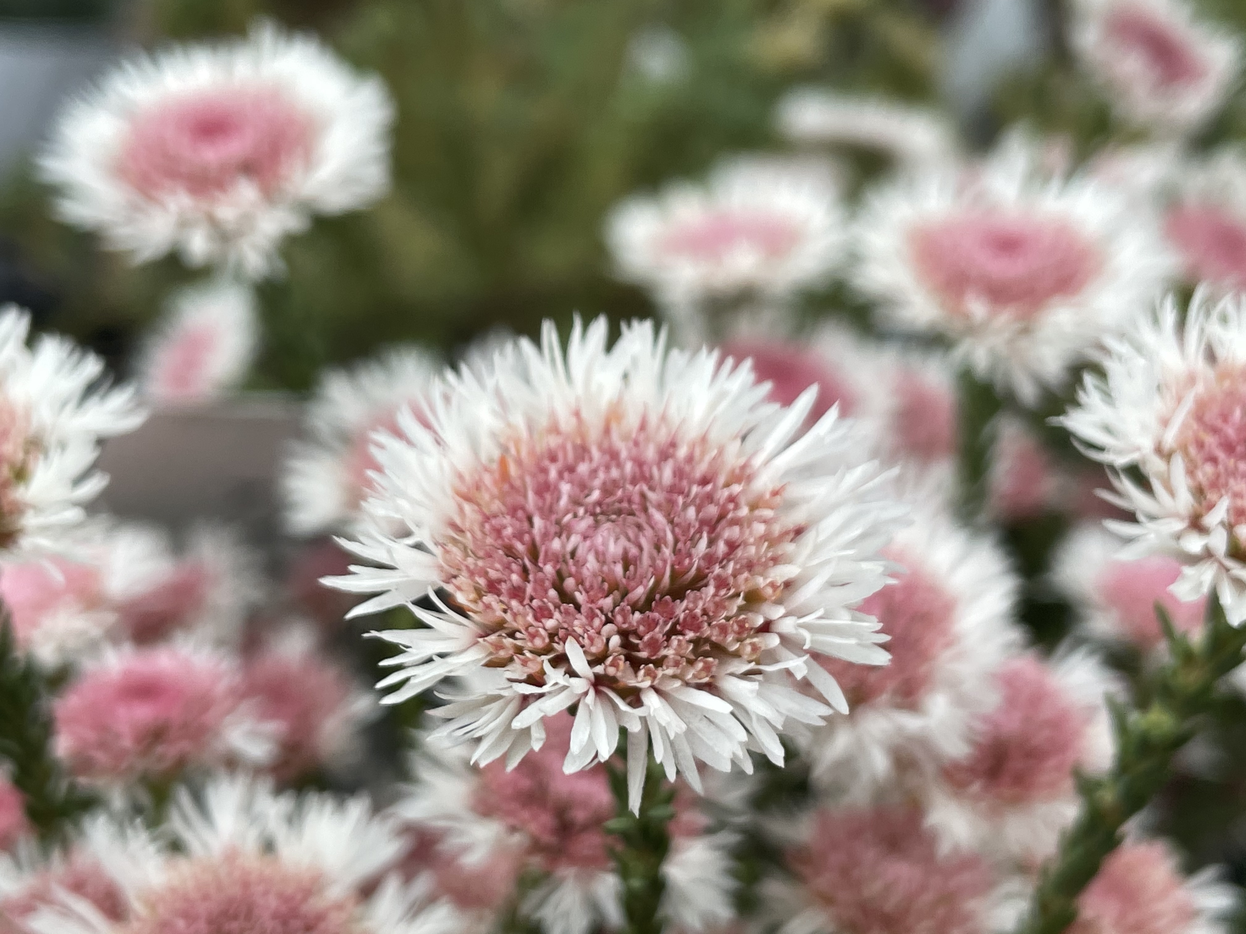 アクチノジウム'シャトルデージー' | PLANTSTOCK〜花屋の花図鑑〜