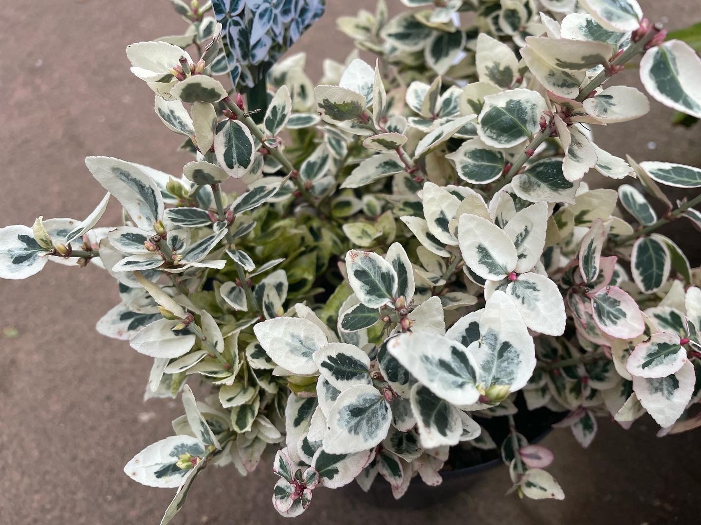 ハリツルマサキ　檸檬堂 ツルマサキ - 日光植物園 - Euonymus fortunei