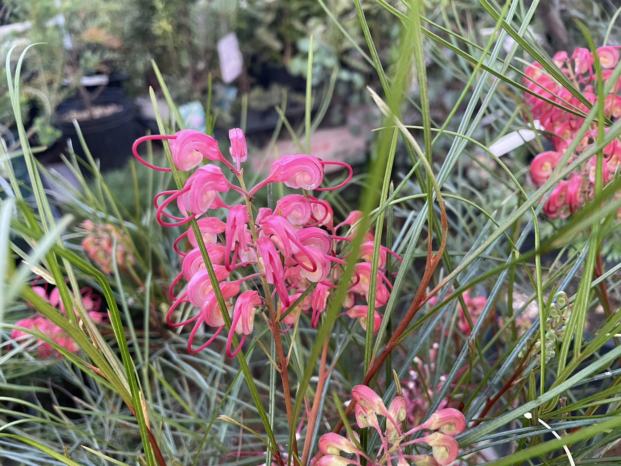 希少 グレビレア エレガンス オージープランツ