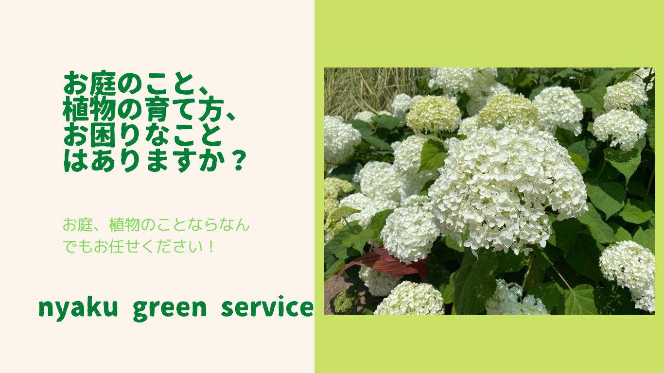 グレビレアストロベリーブロンド | PLANTSTOCK〜花屋の花図鑑〜