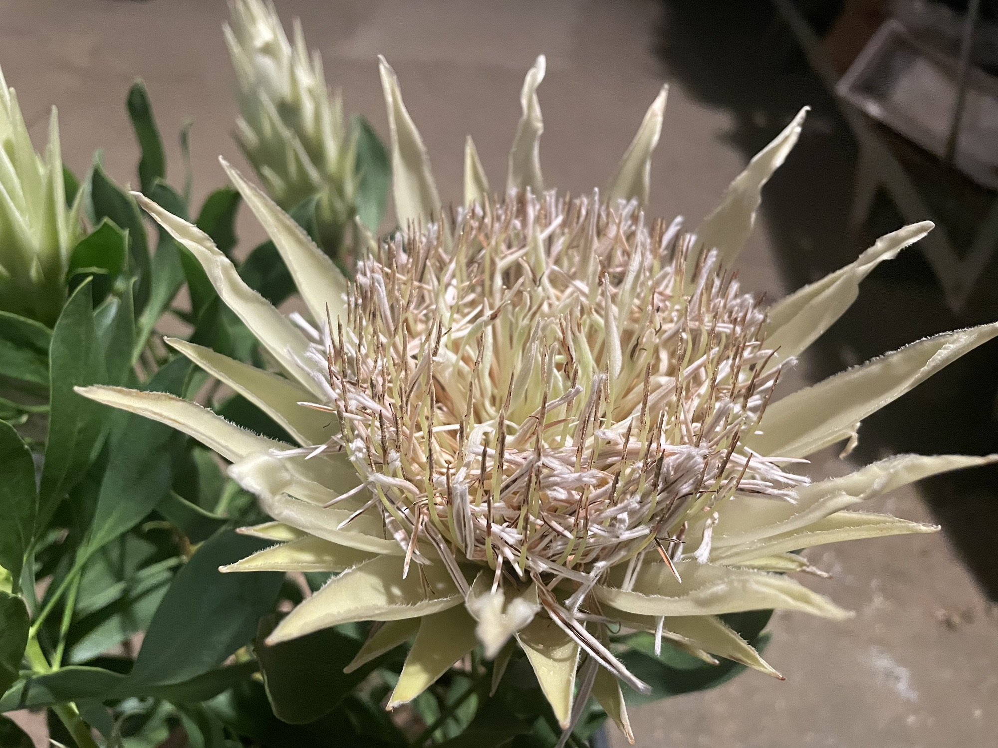 大苗！ プロテア スパイキーホワイト プロテア：スパイキーホワイト 5号鉢植え（1F） の通販 | 園芸