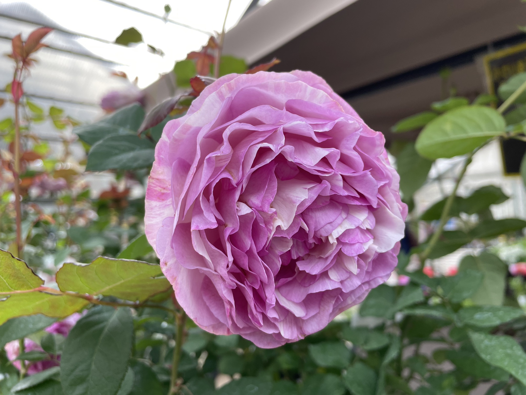 幹園芸さんのバラ'カメオ' | PLANTSTOCK〜花屋の花図鑑〜