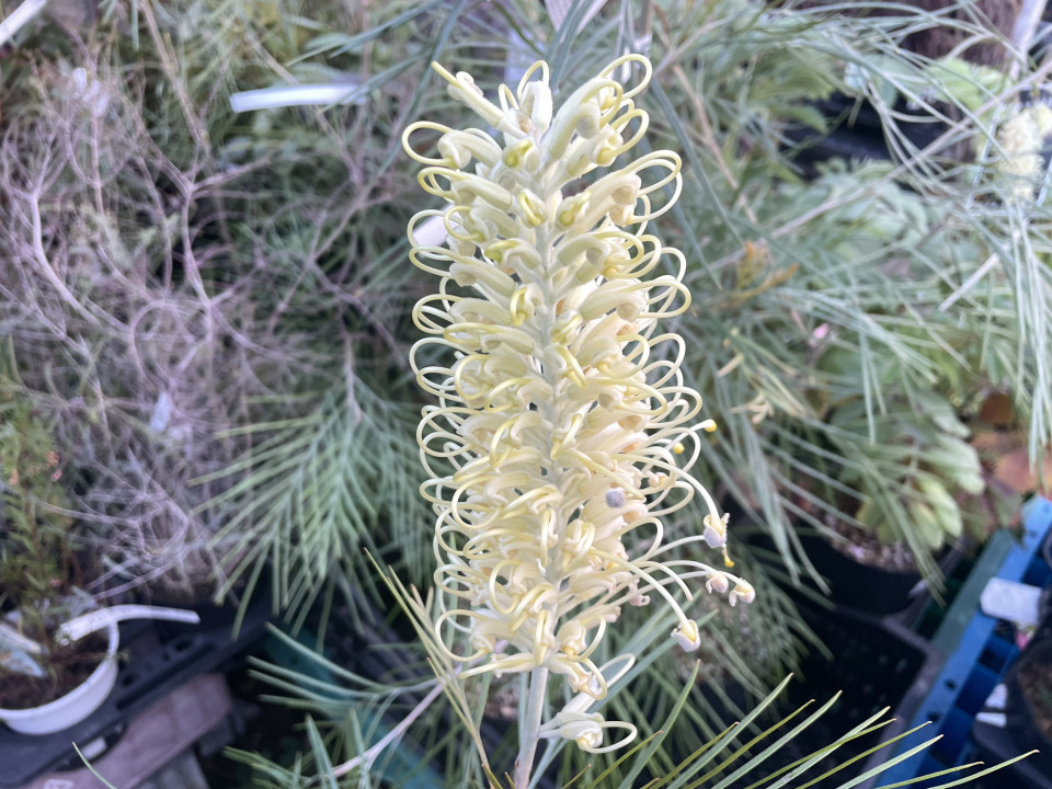 グレビレアムーンライト | PLANTSTOCK〜花屋の花図鑑〜