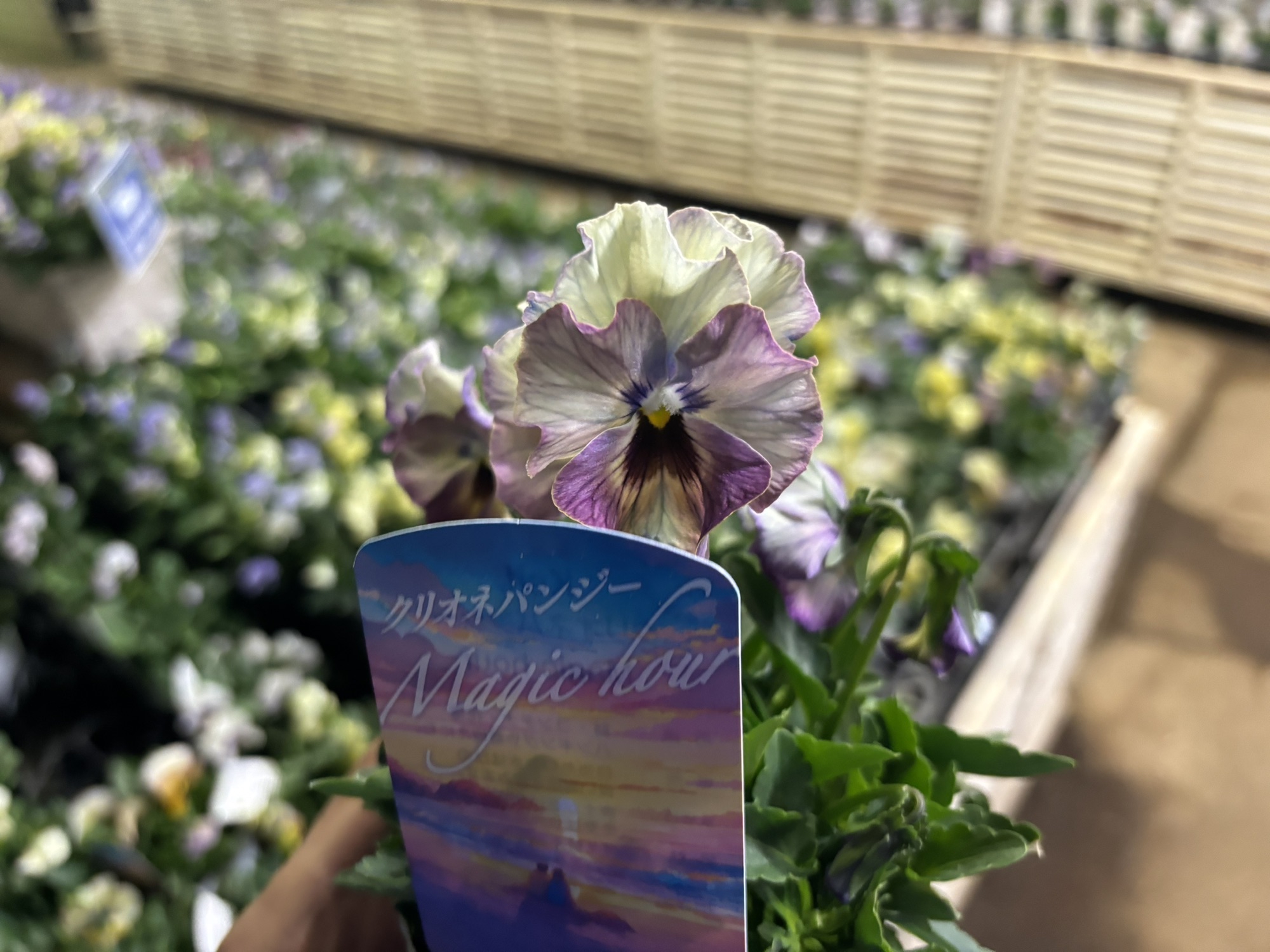 パンジーさま　２枚お纏めページ(a,d) パンジーマジックアワー | PLANTSTOCK〜花屋の花図鑑〜