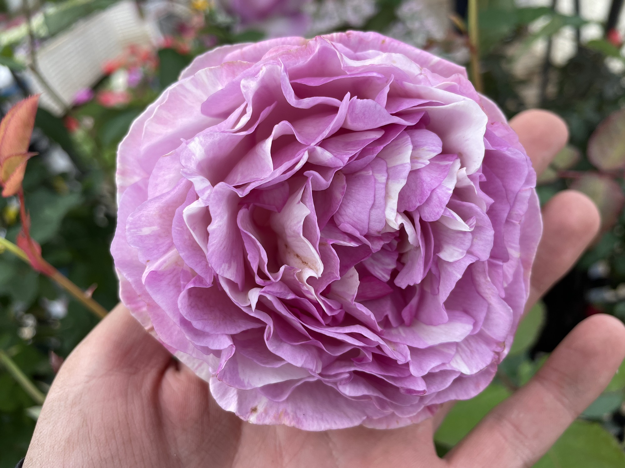 幹園芸さんのバラ'カメオ' | PLANTSTOCK〜花屋の花図鑑〜