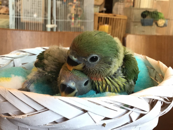 八重桜インコのヒナちゃんが入荷しました バードカフェとりん家