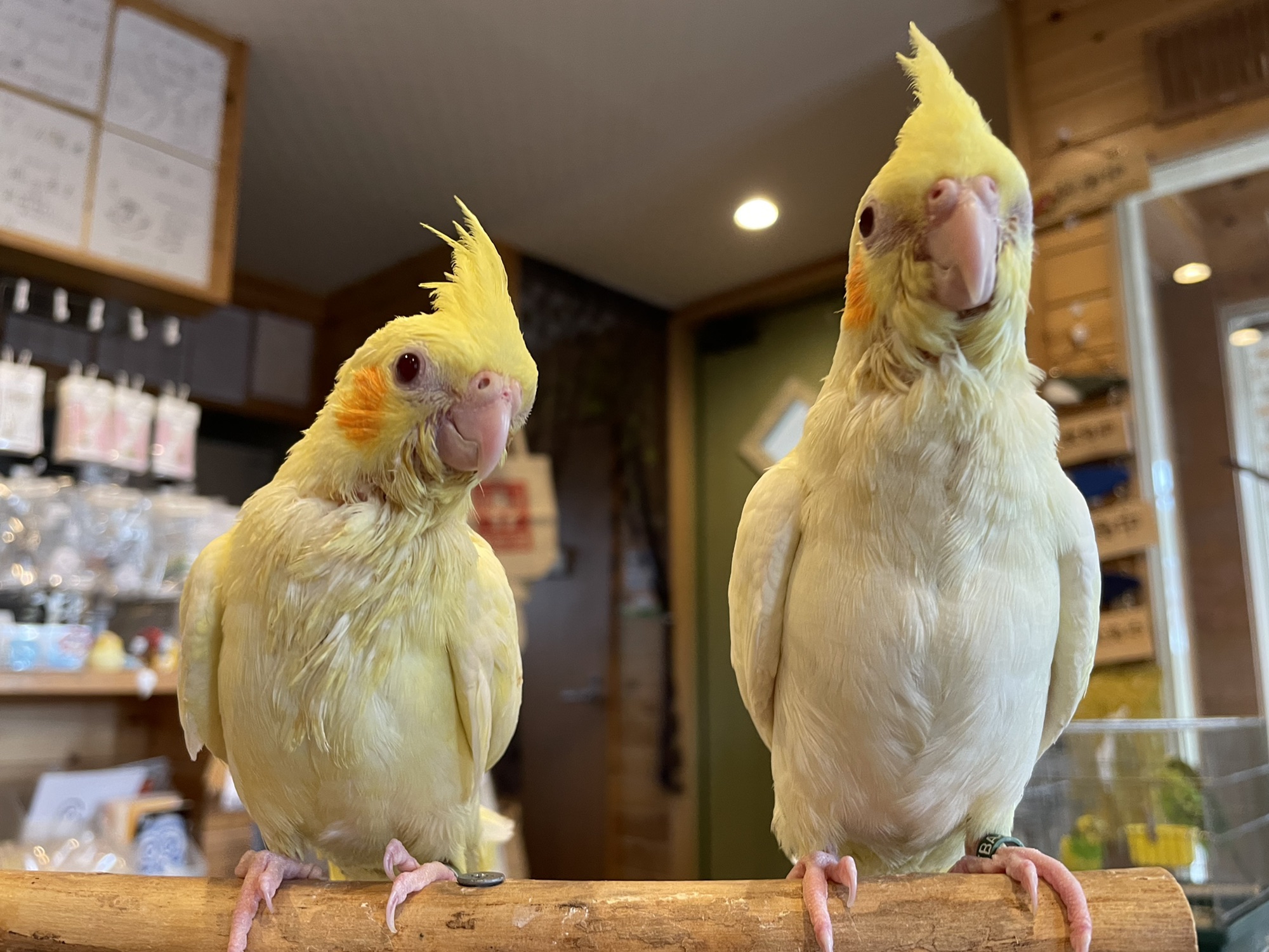 鳥沼ポンポンバード☆オカメインコ・ルチノー | www.sia-sy.net