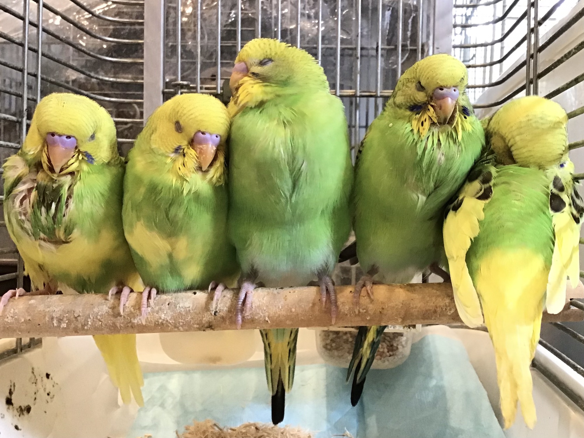 セキセイインコ ヒナ販売します バードカフェとりん家