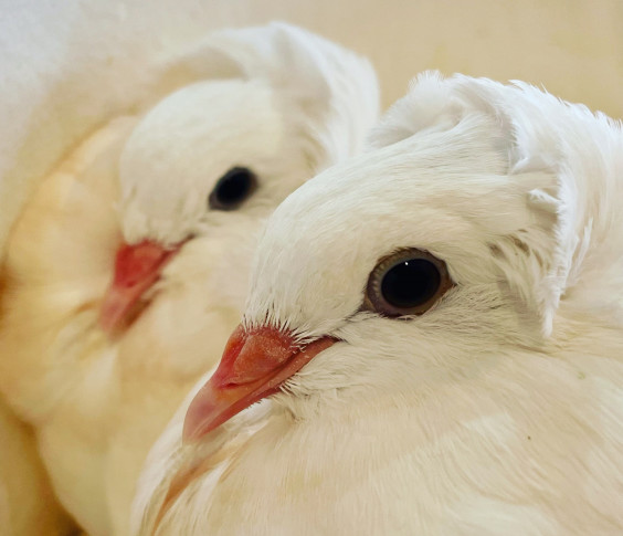 バードカフェとりん家