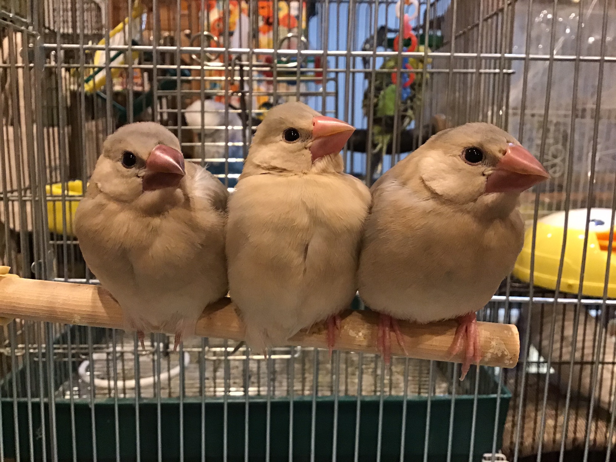 ダークシルバー文鳥さん 販売開始です バードカフェとりん家 ダークシルバー文鳥さん 販売開始です バードカフェとりん家