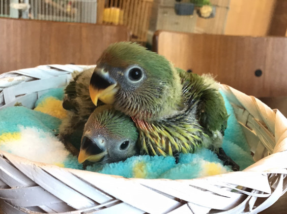 八重桜インコのヒナちゃんが入荷しました バードカフェとりん家