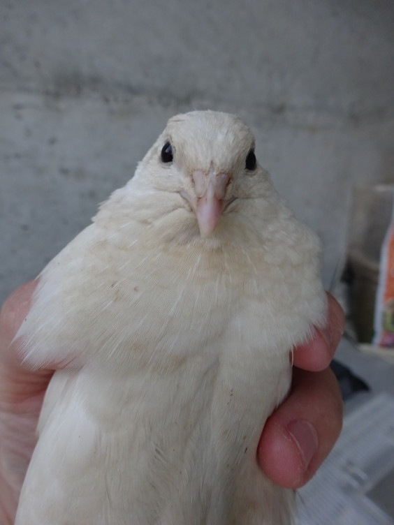 ウズラさん 卵を産みました バードカフェとりん家