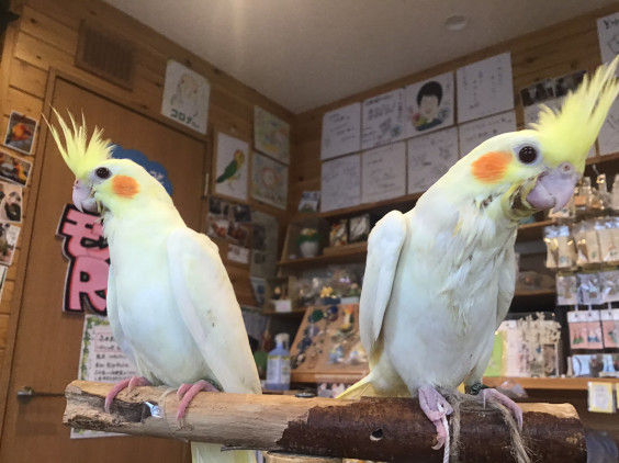 オカメインコさんのご家族決まりました バードカフェとりん家