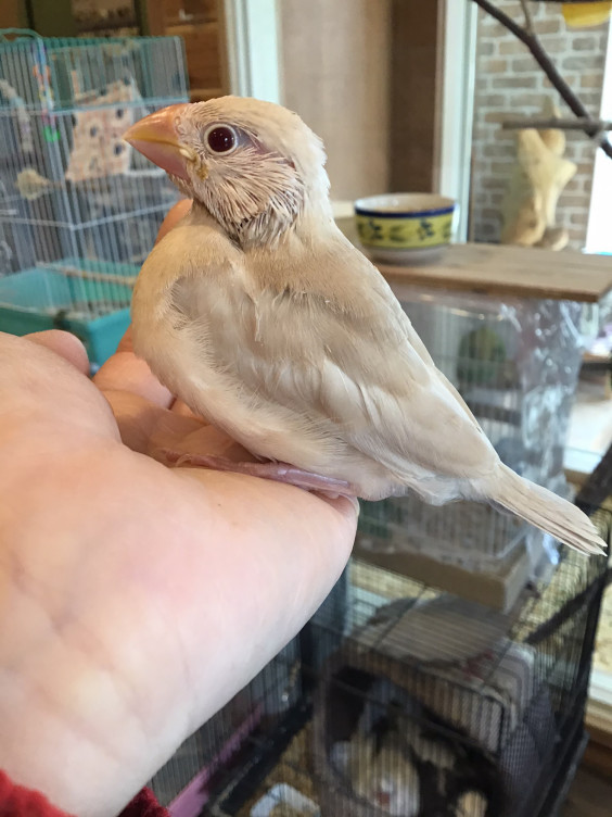 シルバーイノ文鳥さん 新しいご家族が決まりました バードカフェとりん家 シルバーイノ文鳥さん 新しいご家族が決まりました バードカフェとりん家