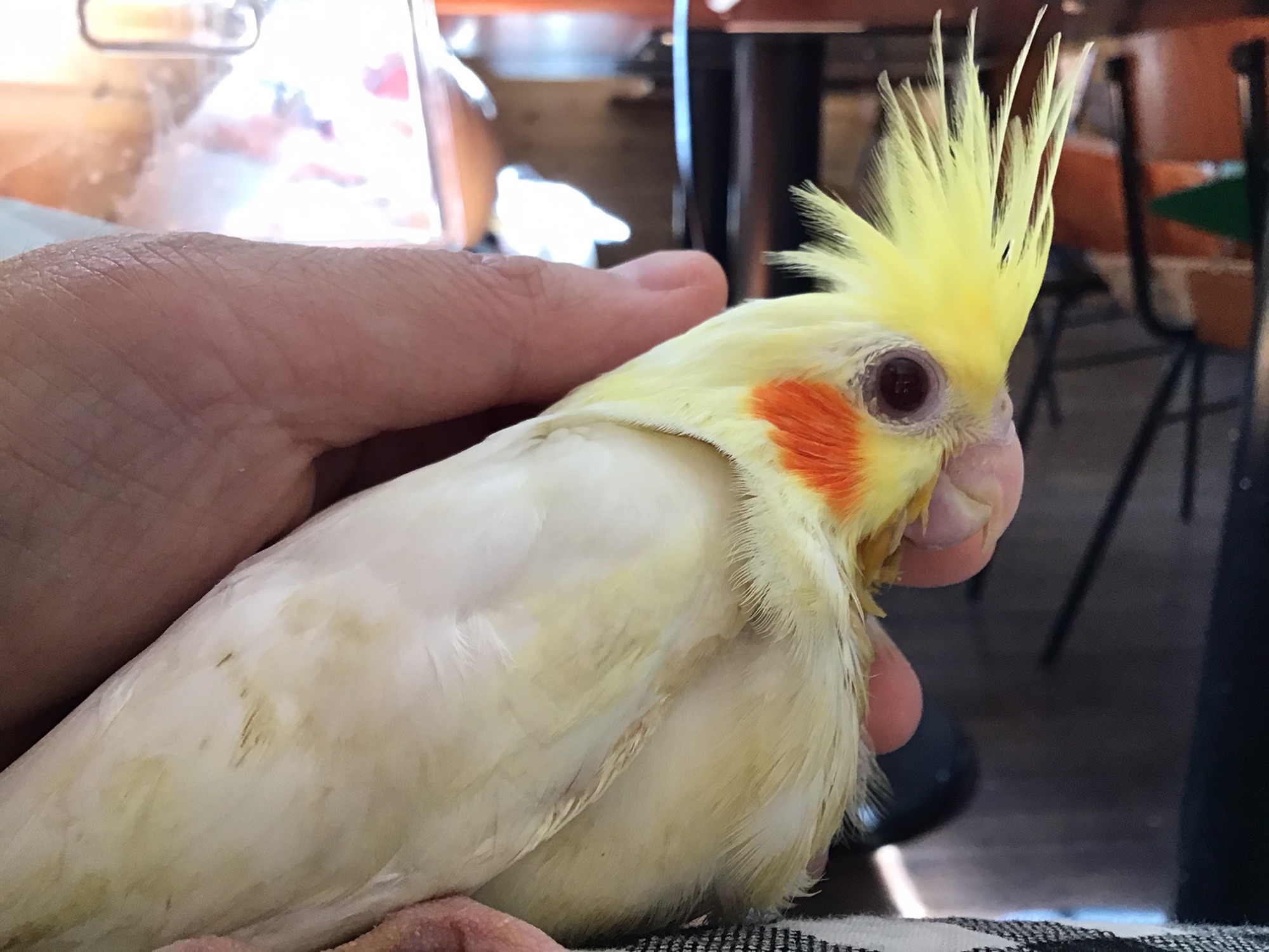 鳥沼ポンポンバード☆オカメインコ・ルチノー | www.sia-sy.net