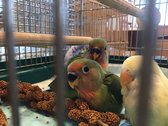 八重桜インコのヒナちゃん達 ケージデビューです バードカフェとりん家 八重桜インコのヒナちゃん達 ケージデビューです バードカフェとりん家