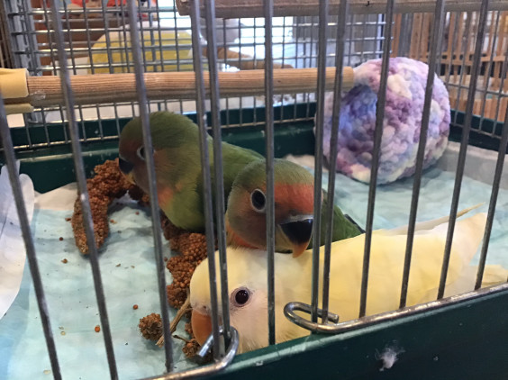 八重桜インコのヒナちゃん達 ケージデビューです バードカフェとりん家 八重桜インコのヒナちゃん達 ケージデビューです バードカフェとりん家