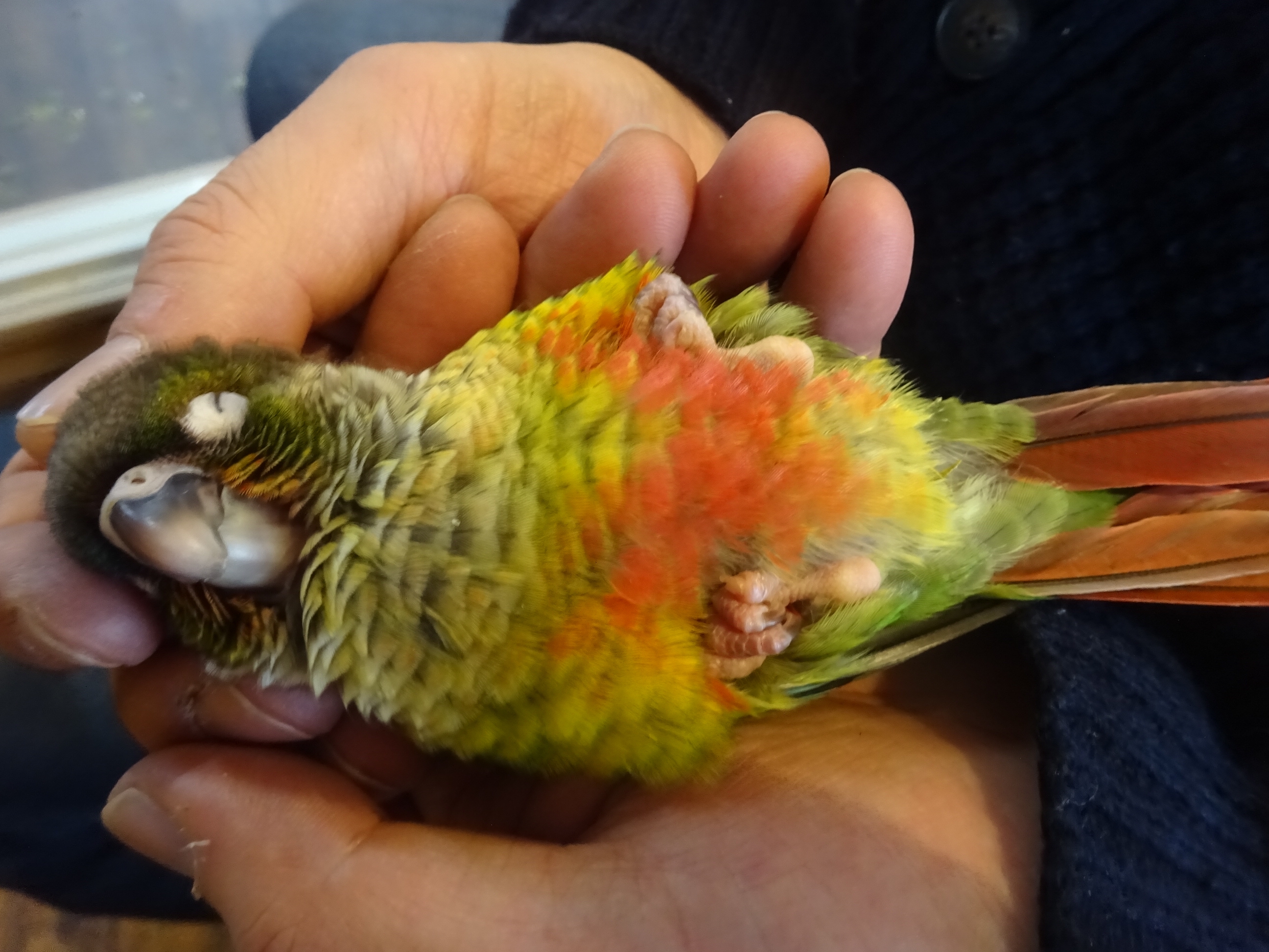 ワキコガネウロコインコさん、お迎え決まりました！ | バードカフェと