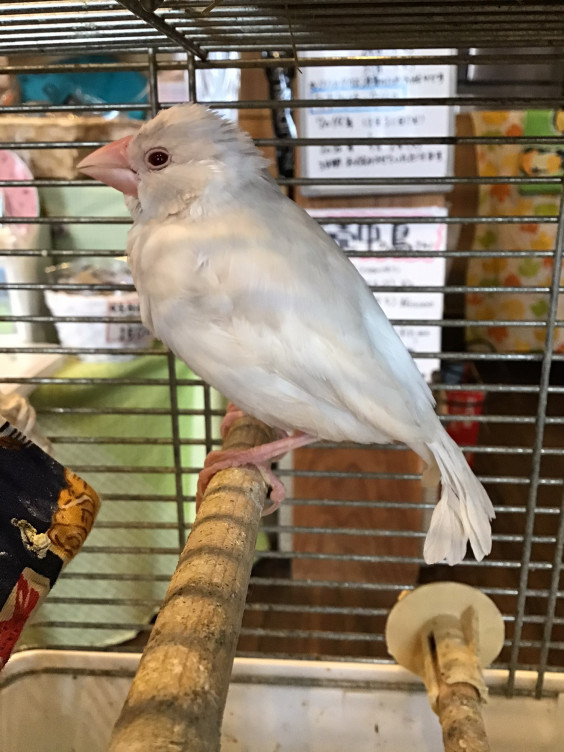 シルバーイノ文鳥さん 新しいご家族が決まりました バードカフェとりん家