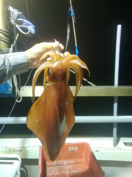 いか釣り 金沢港内大野港海羅丸