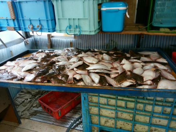 2 5カレイ漁 金沢港内大野港海羅丸 2 5カレイ漁 金沢港内大野港海羅丸