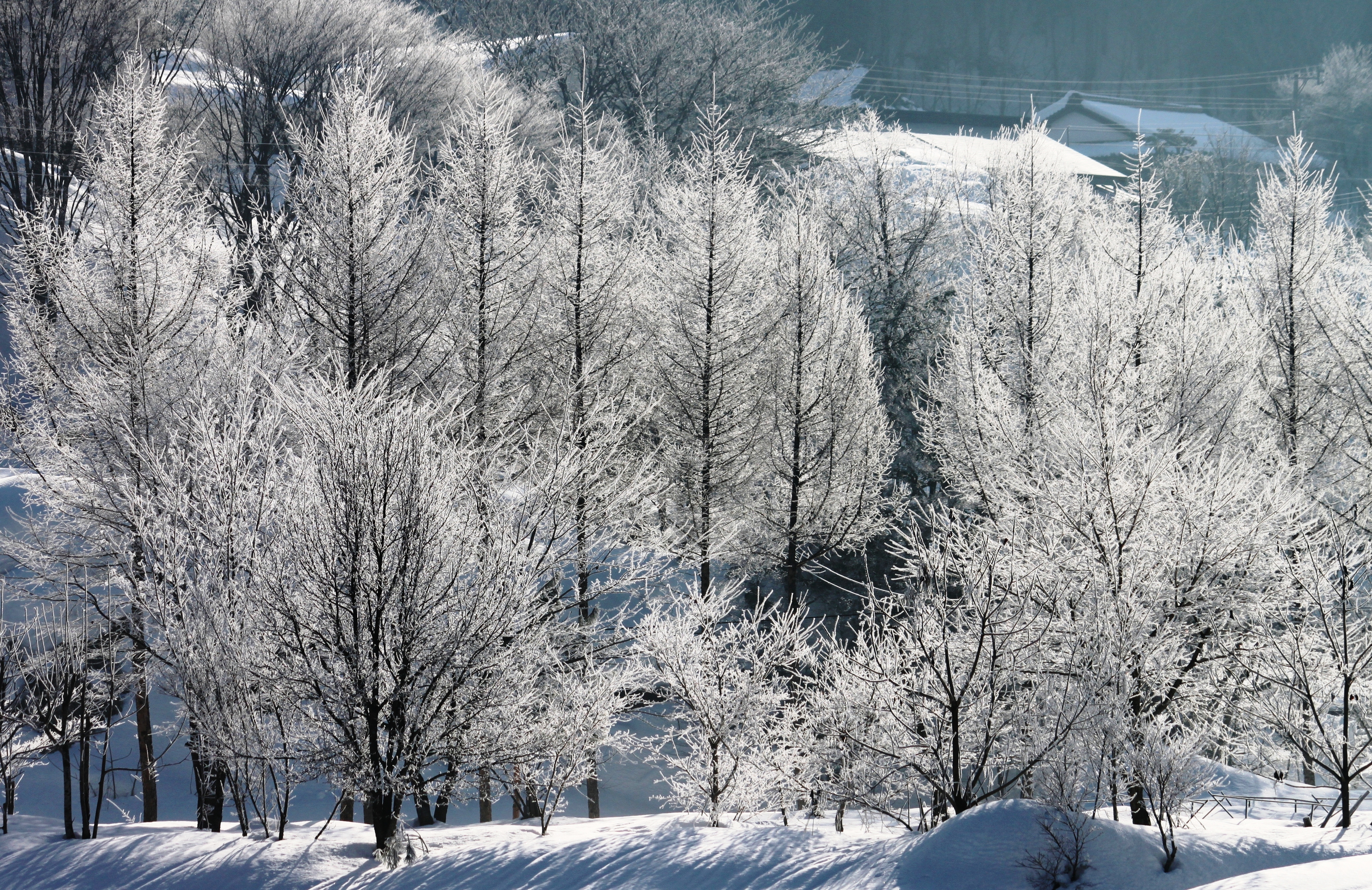 秦森康屯　雪の白川郷 Shirakawa Village 259cm, Hida City Kawai 192cm Snow
