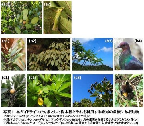 ｚｉｐａｎｇ ｔｏｋｉｏ ２０２０ 世界自然遺産 小笠原で絶滅危惧動物の保全に必要な植栽樹種の遺伝的ガイドラインをつくりました 樹木の進化に配慮した正しい植栽のしかた ｚｉｐａｎｇ ｔｏｋｉｏ ２０２０