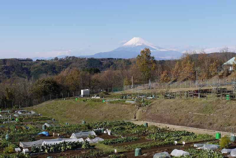 ZIPANG TOKIO 2020「富士山の見える『中伊豆体験農園