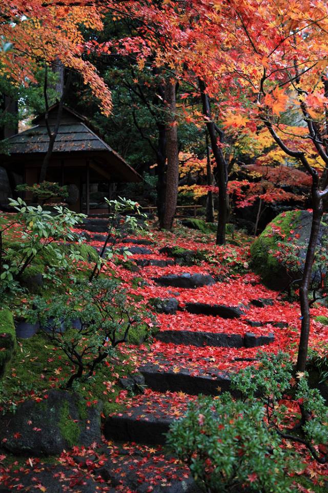 ヴィジュアル〉日本庭園鑑賞事典 東京堂出版 大橋 治三 - 家庭菜園