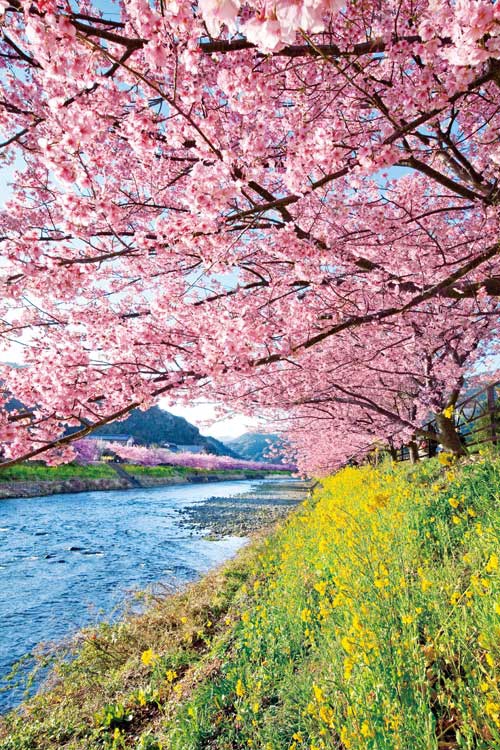 ZIPANG TOKIO 2020「河津桜まつり 桜・温泉・パワー